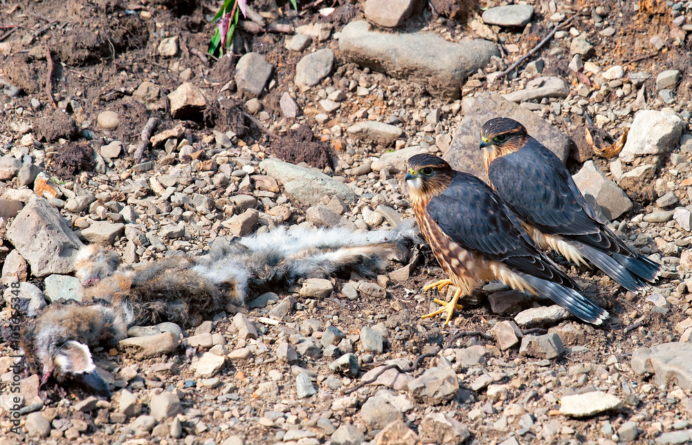 Two merlins over a kill Two merlins over a kill