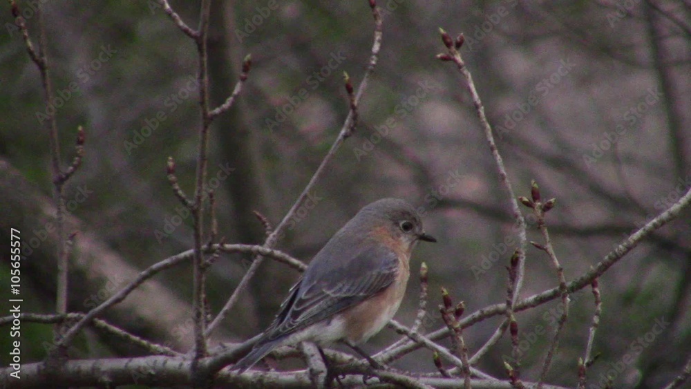 female eastern bluebird (Sialia sialis) perched on budding cherry tree at dusk female eastern bluebird (Sialia sialis) perched on budding cherry tree at dusk