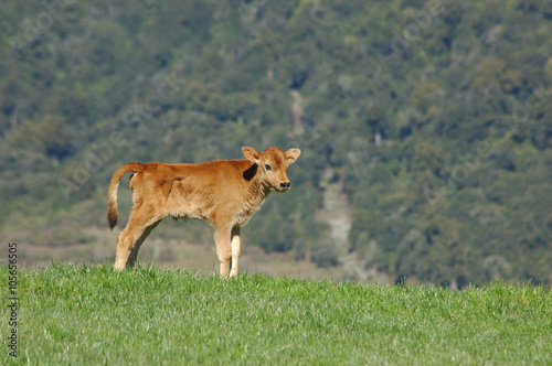 jersey calf on hump © Lakeview Images