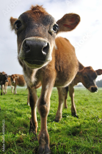 nosey calf