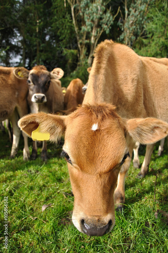 nosey calf