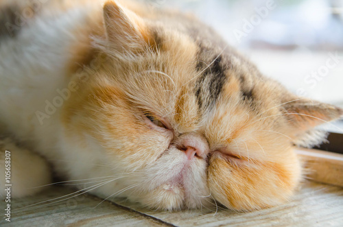 exotlc shorthairs cat sleeping