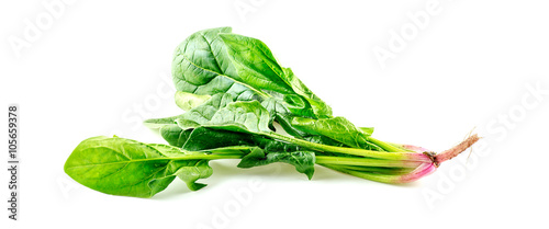 Bright green crunchy english spinach vegetable
