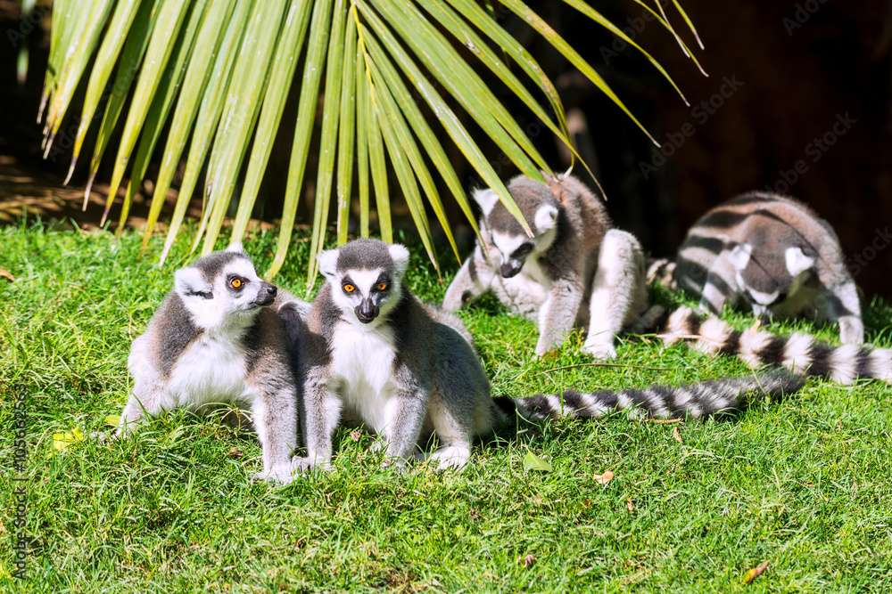 Family of adult lemurs Katta