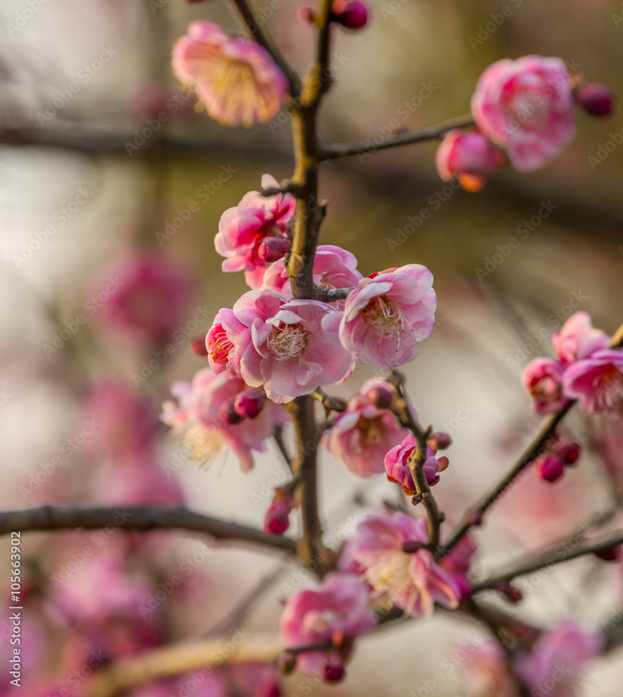 Plum Blossoms West Lake Hangzhou Jiangsu China Plum Blossoms West Lake Hangzhou Jiangsu China