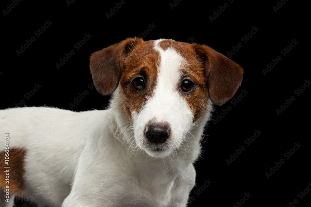 Closeup Portrait of look within Jack Russell Terrier Dog isolated