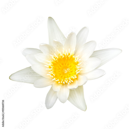 White lotus isolated on white with clipping path included