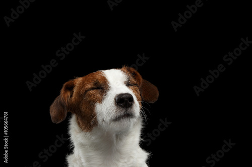 Closeup Portrait dreaming Jack Russell Terrier Dog with closed eyes
