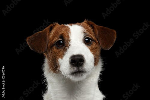 Closeup Portrait of Jack Russell Terrier Dog isolated on Black