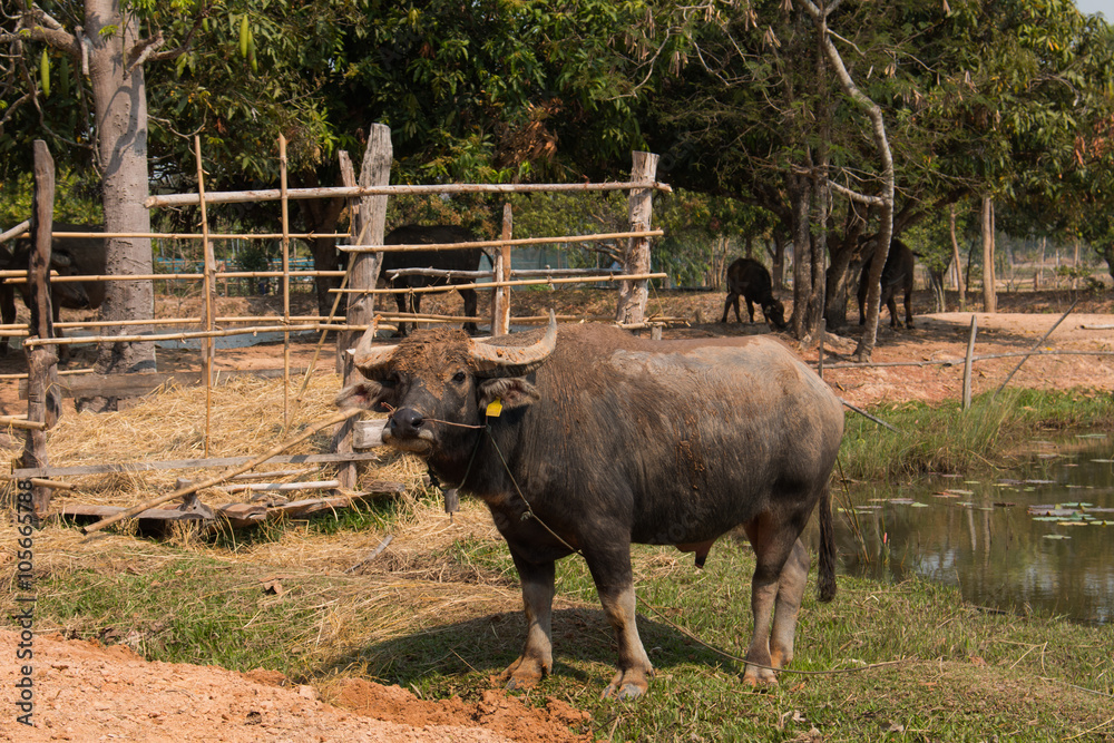 Buffalo, Buffalo Thailand, animals,close up eye ,close up eye,nose Buffalo, Buffalo Thailand, animals,close up eye ,close up eye,nose
