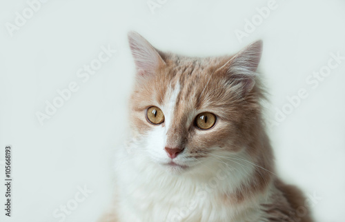pet ginger cat