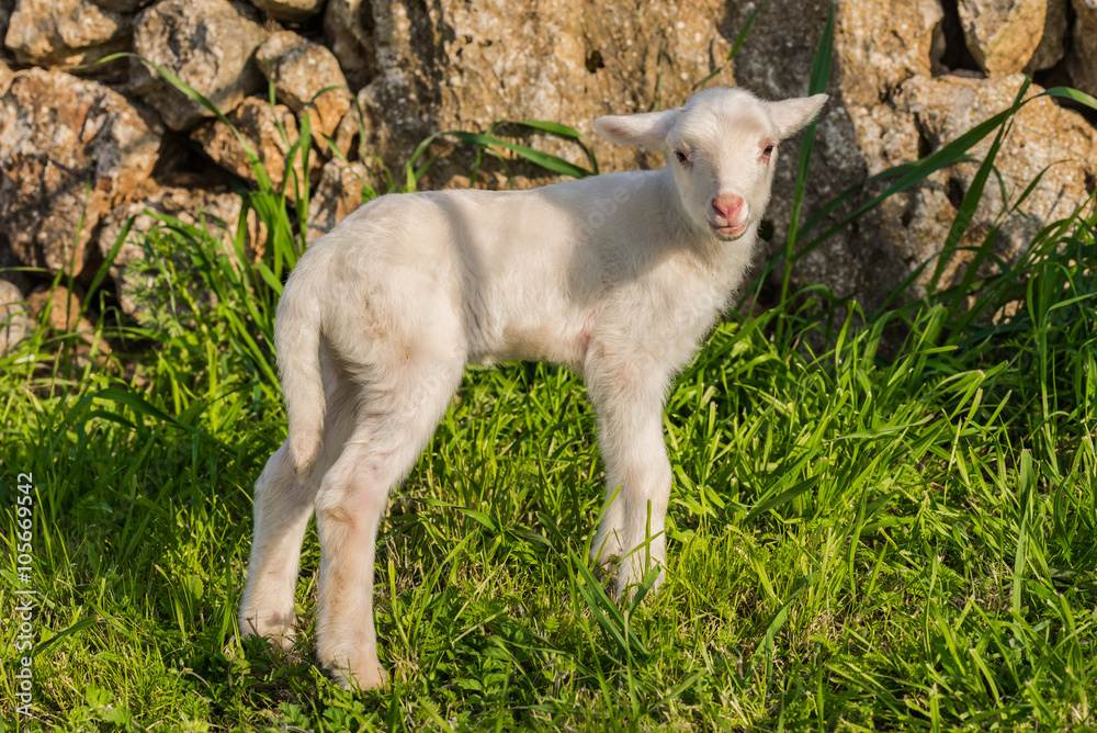 junges-l-mmchen-stock-foto-adobe-stock