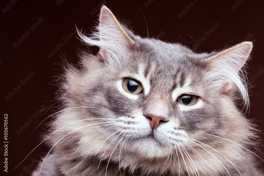 Very annoyed cat on brown background in studio