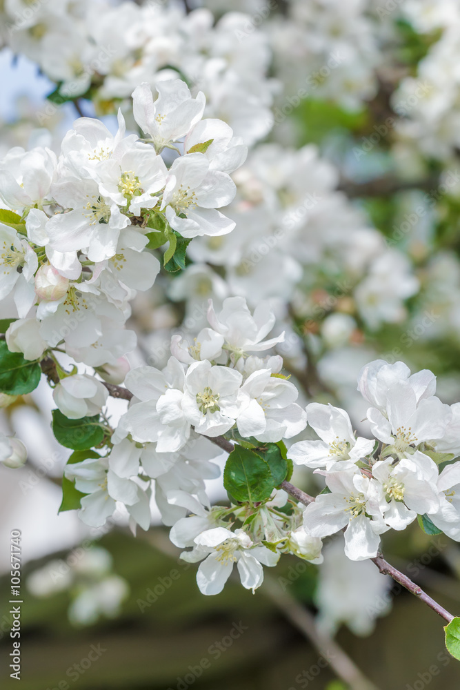 Pure white and rose colors apple tree flowers spring outdoor background