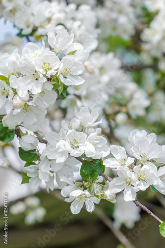 Pure white and rose colors apple tree flowers spring outdoor background