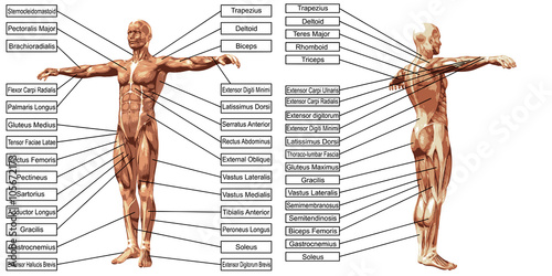 Vector 3D man muscle anatomy with text isolated