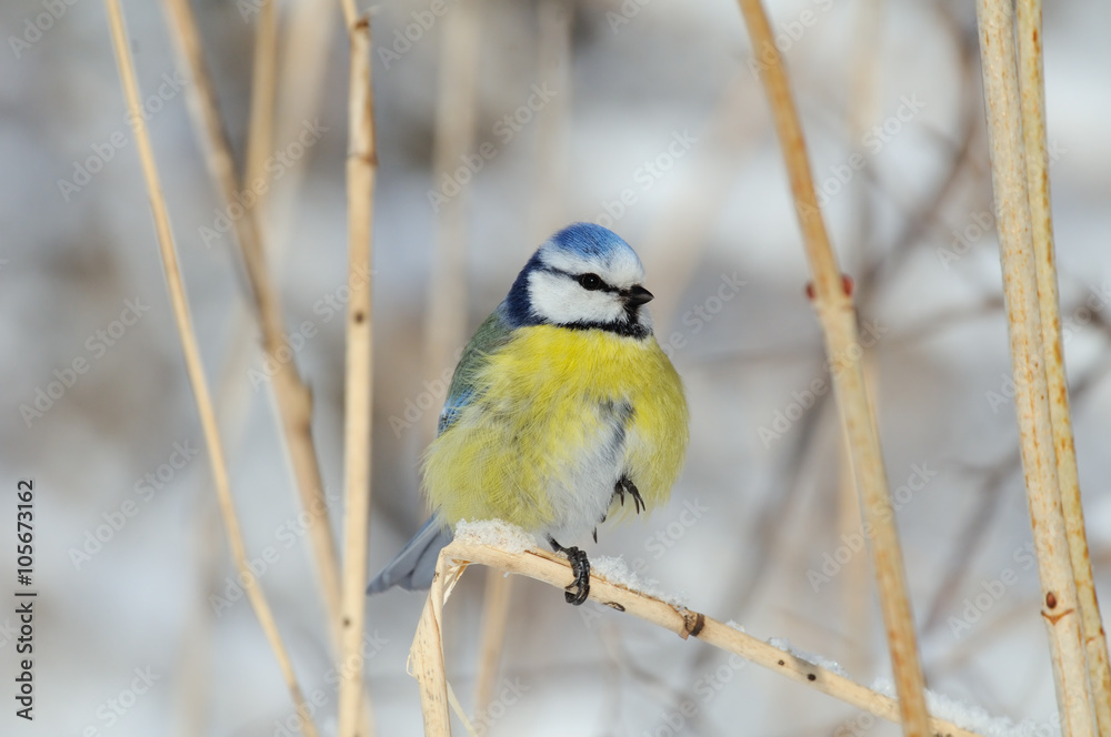 Fototapeta premium Perching Blue Tit in winter