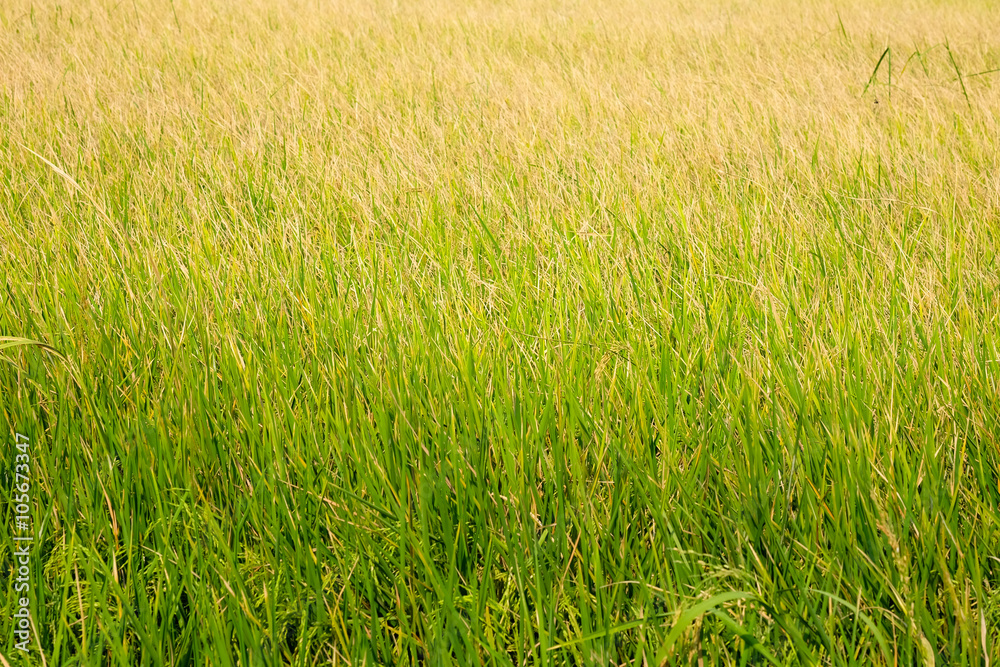 Obraz premium Green rice fields were turned into fields of golden grain.