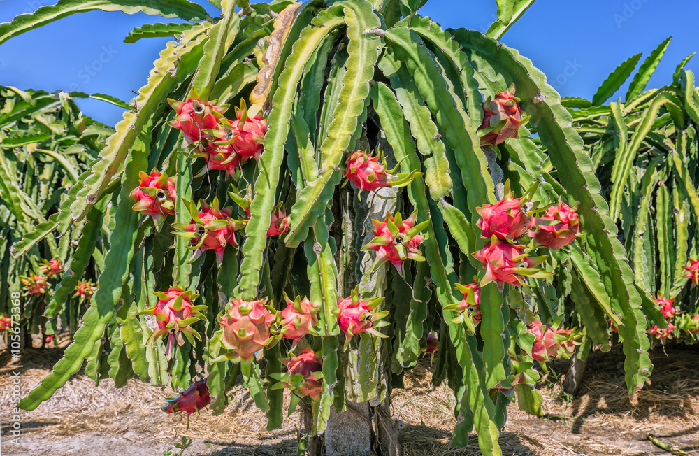 Ripe dragon fruit on a pole laden with ripe red dragon fruit in the harvest in the sunny day