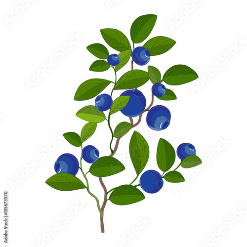 Bush blueberries, berries, leaves