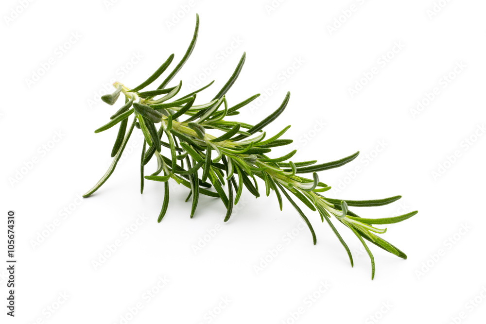 Fototapeta premium Rosemary twig on the isolated white background.