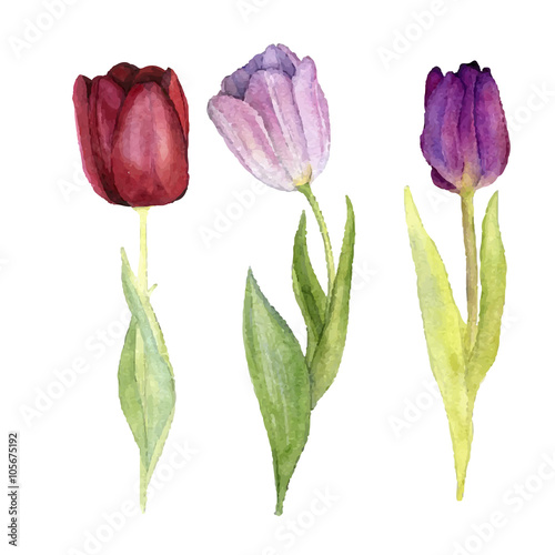 three vector watercolor tulips