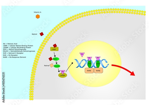 metabolism of vitamin A (retinoic acid)