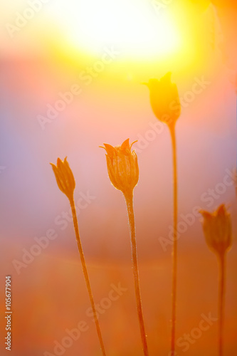 Abstract Plant Silhouette at sunset
