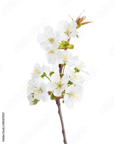  Sweet cherry in blossom isolated on white. Selective Focus.