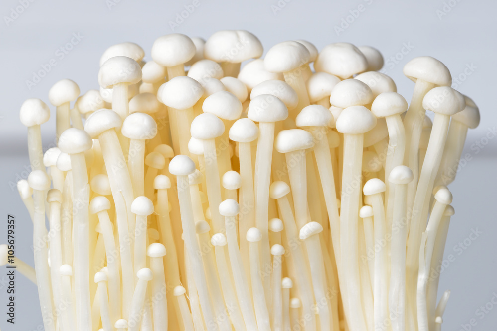 Enoki mushroom, Golden needle mushroom Enoki mushroom, Golden needle mushroom
