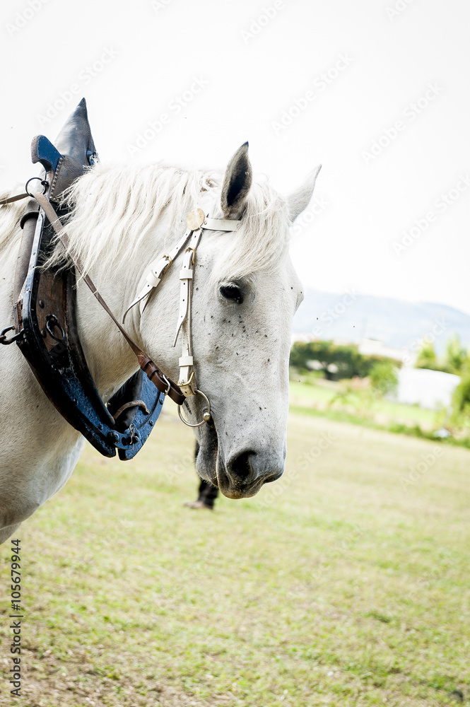 Obraz premium Cheval de traction agricole