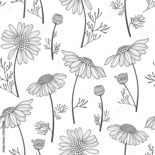 Seamless vector pattern with chamomiles. Hand-drawn floral background