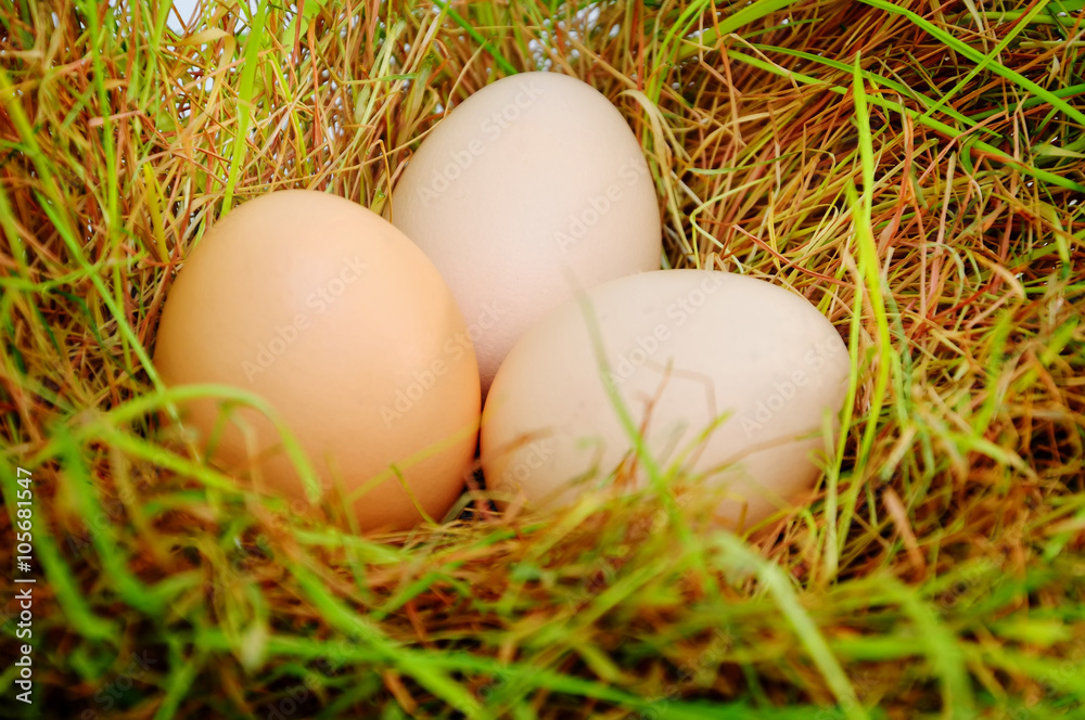 Eggs on a grass Eggs on a grass