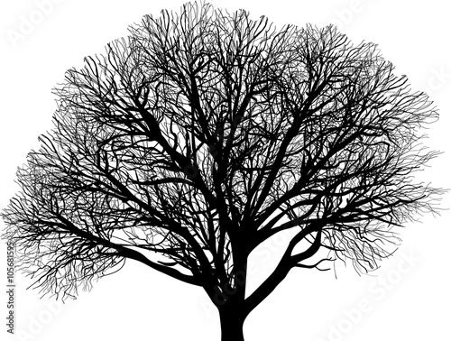bare tree with danse branches on white