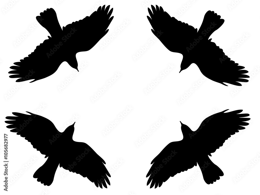 Obraz premium bird sign flying background