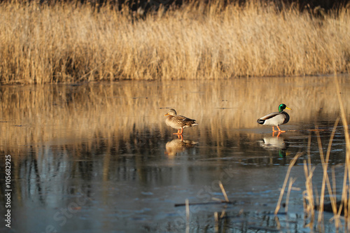 Ducks on the ice in sunlight