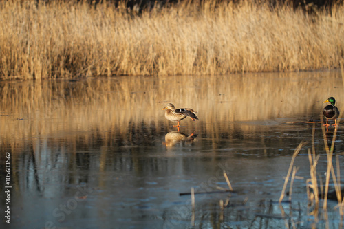 Duck on one leg on the ice in sunlight