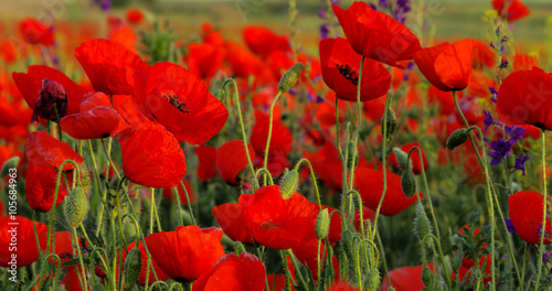 Field of poppies