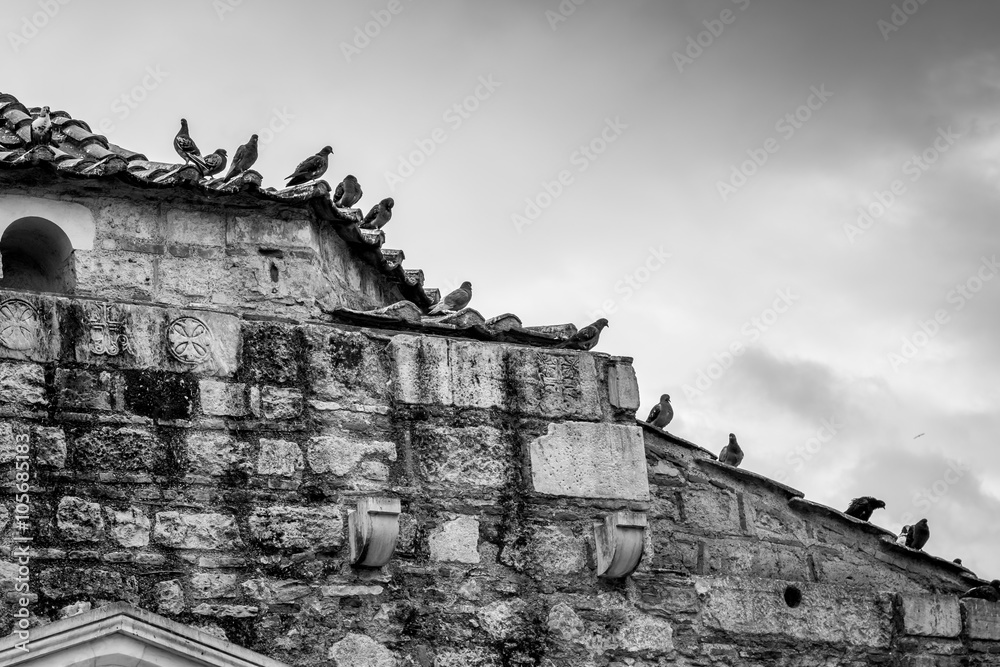 black and white birds sitting on a stone house