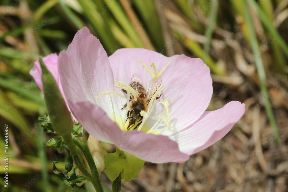 Bee pollinating a pink flower in sunlight Bee pollinating a pink flower in sunlight