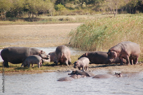 Nilpferdfamilie am Fluss