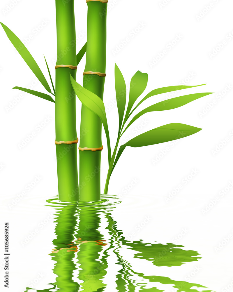 Fototapeta premium Green bamboo stems and leaves with reflection.