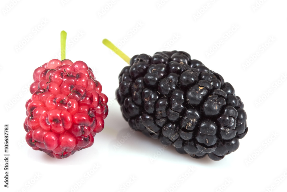 Mulberry on isolated Mulberry on isolated