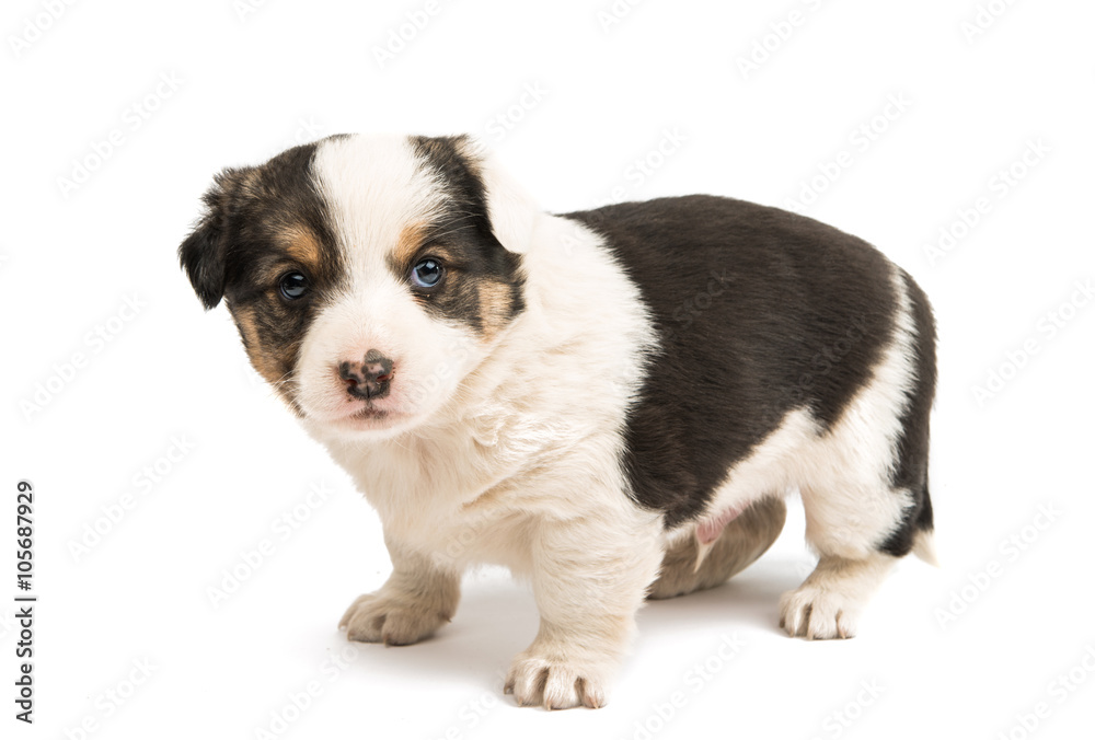 Alabai puppy isolated