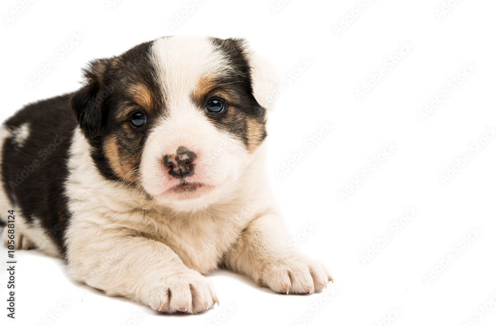 Alabai puppy isolated Alabai puppy isolated