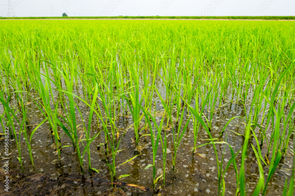 Close up of green paddy rice.  in paddy rice field