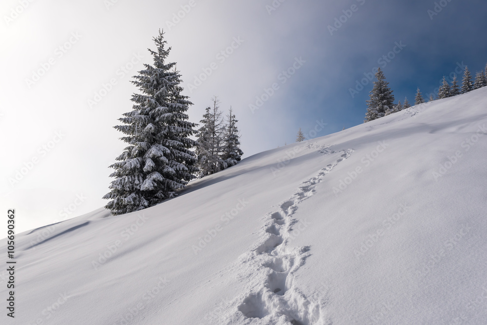 Footsteps on the snow - obrazy, fototapety, plakaty 