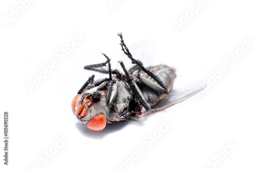 close-up of House fly isolated on white background