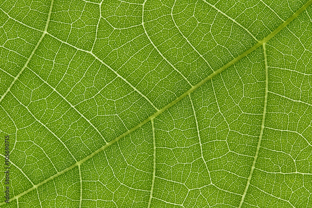 Green leaf texture for pattern and background Green leaf texture for pattern and background