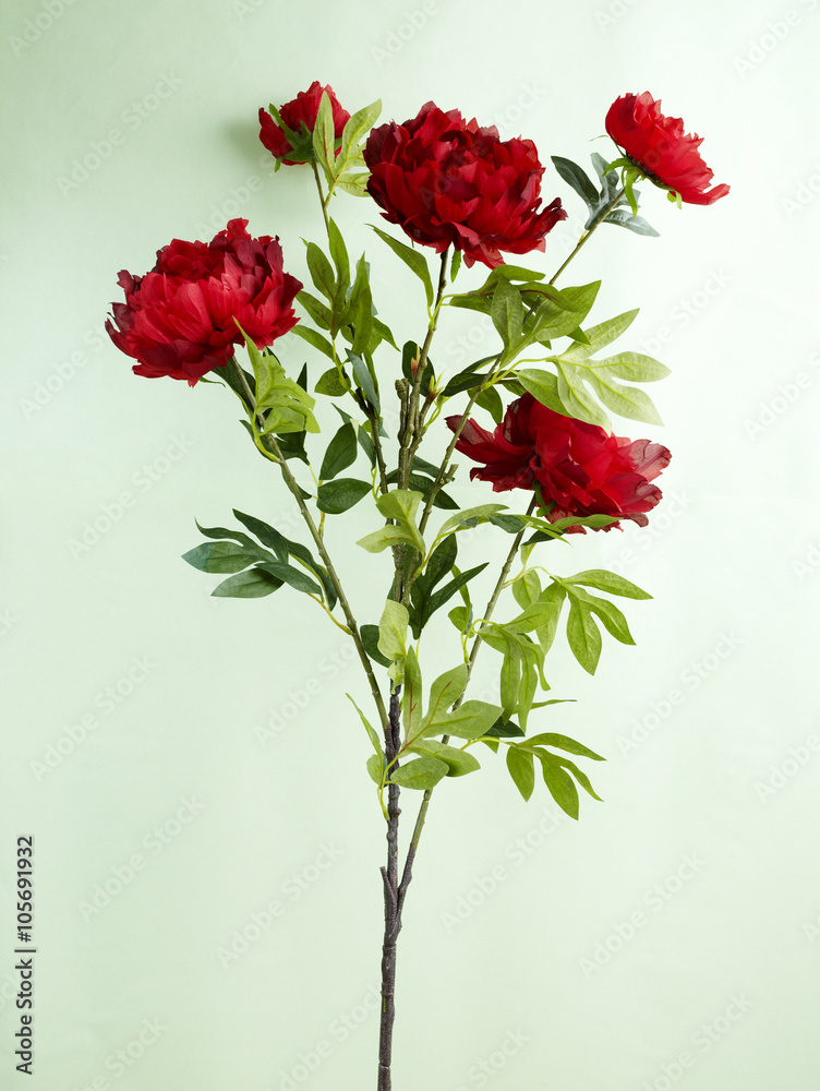 Fototapeta premium Flower,shot studio